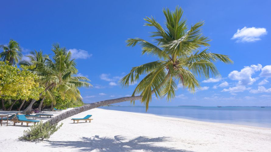photo of coconut trees on seashore